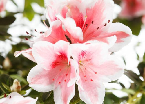 杜鹃花分布在我国什么地方