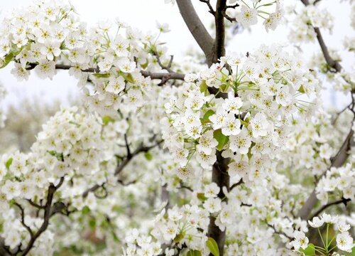 梨花什么时候开花