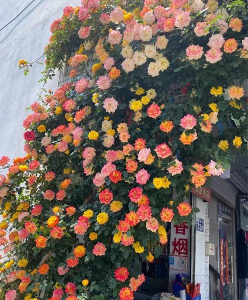 藤彩虹月季优缺点介绍