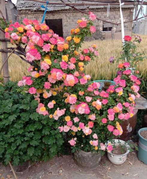 藤彩虹月季优缺点介绍