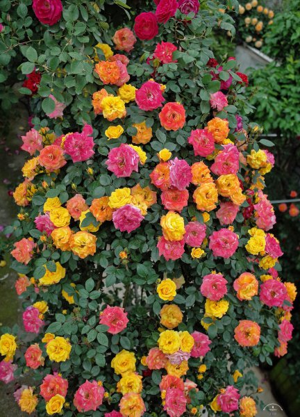 藤彩虹月季优缺点介绍