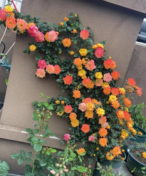 藤彩虹月季优缺点介绍