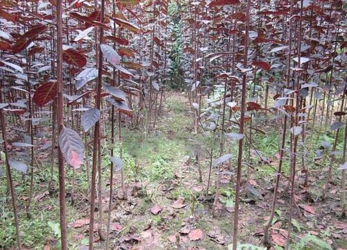 紫叶李花期是什么时候