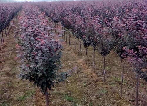 紫叶李花期是什么时候