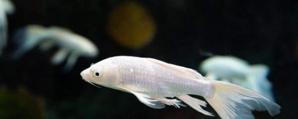 什么属相的人不能养龙鱼