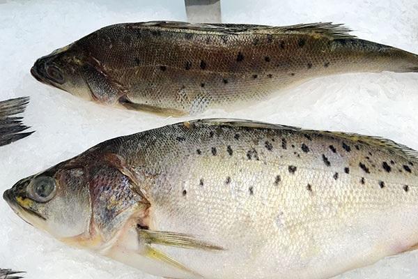 常见蓝色的食物有哪些名字