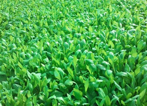 马兰头种植时间和方法