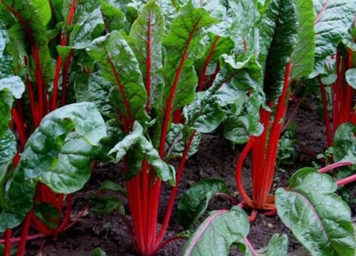 马兰头种植时间和方法