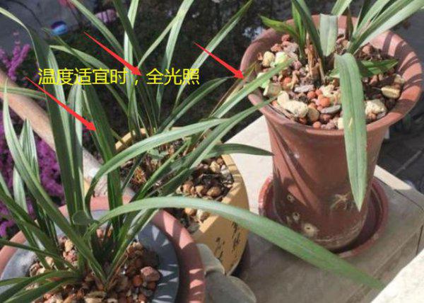 如何种养兰花才不烂根烂心