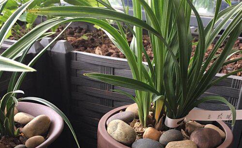 如何种养兰花才不烂根烂心