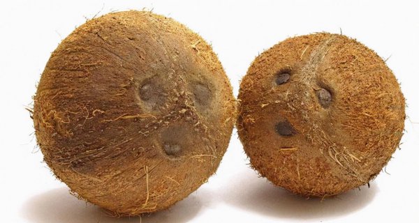 椰子里的白肉能直接吃吗