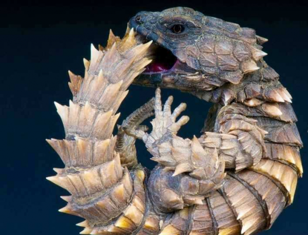 南非人均gdp是多少