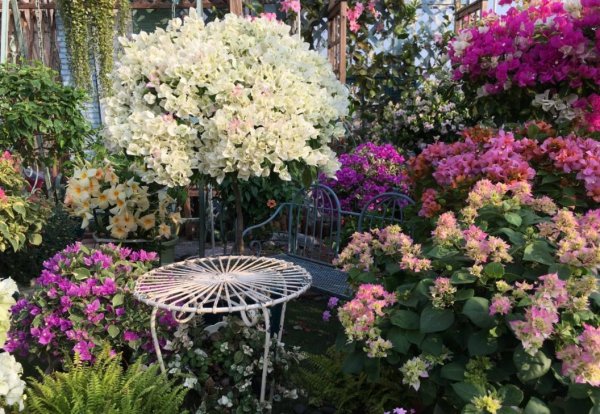 三角梅的特点和注意事项