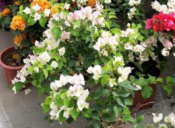 三角梅的特点和注意事项