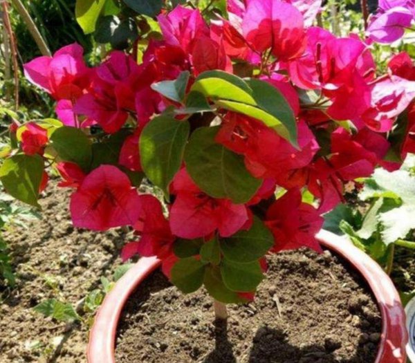 三角梅的特点和注意事项