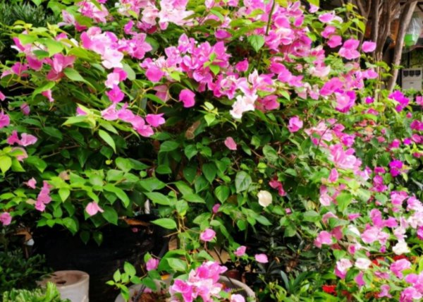 三角梅的特点和注意事项