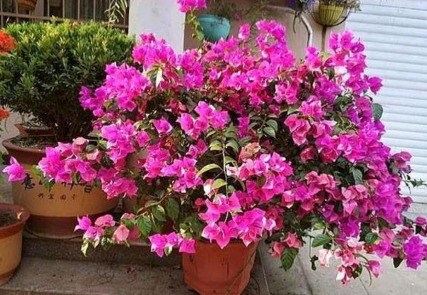 三角梅的特点和注意事项