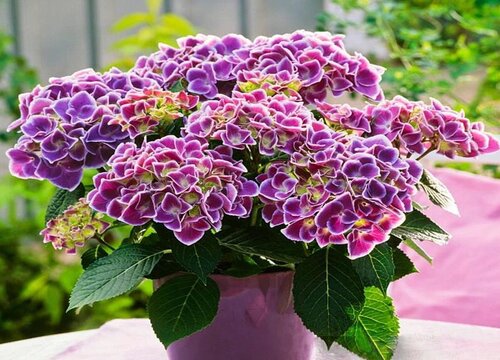 无尽夏促花方法与技术要领