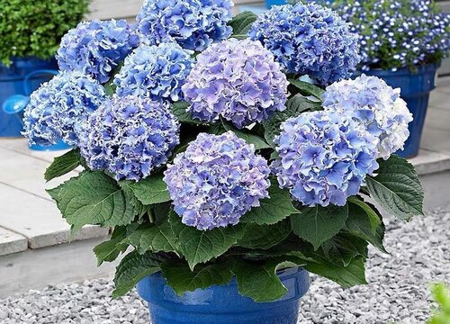 无尽夏促花方法与技术要领