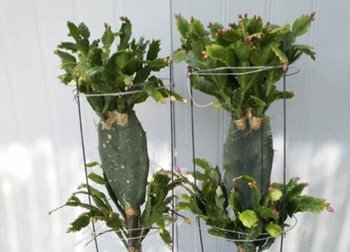 夏季如何养令箭荷花新芽满盆冒