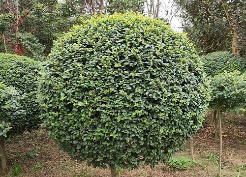 小叶女贞耐寒最低温度