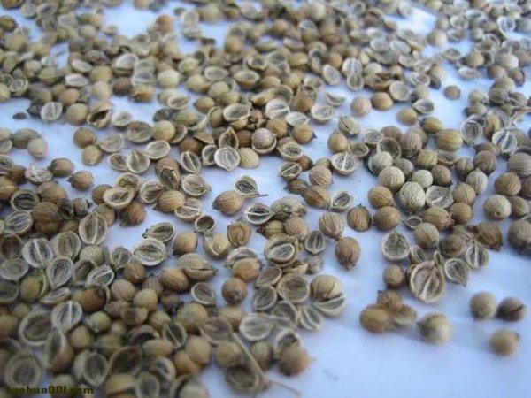 香菜出苗不齐什么原因