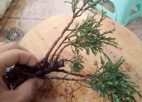 真柏扦插时间和方法