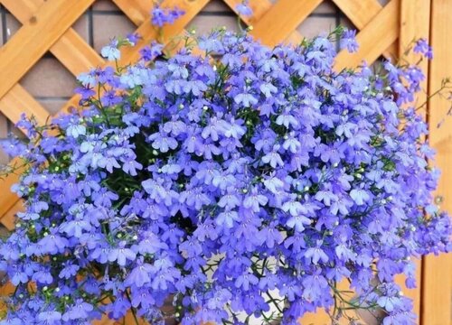 六倍利种子的种植方法和时间