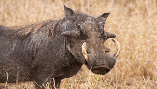 成年野猪打得过老虎吗