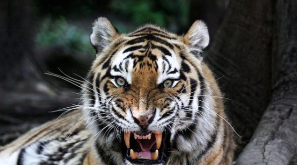 成年野猪打得过老虎吗