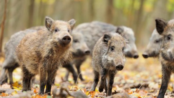 成年野猪打得过老虎吗