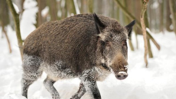 成年野猪打得过老虎吗