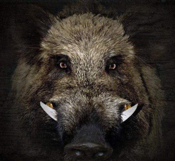 成年野猪打得过老虎吗