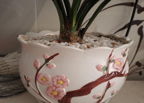 瓷花盆怎么换土