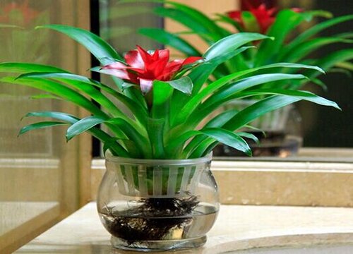 室内养十种花最好旺财