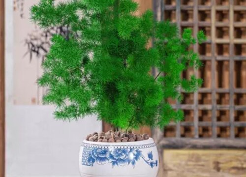 室内养十种花最好旺财