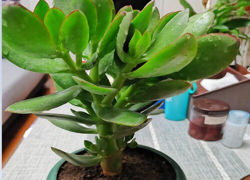 室内养十种花最好旺财