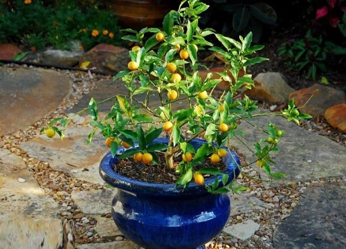 室内养十种花最好旺财