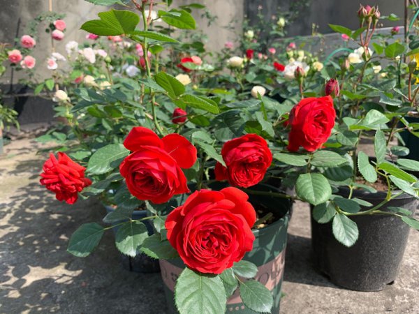 红色月季哪个品种好养值得种