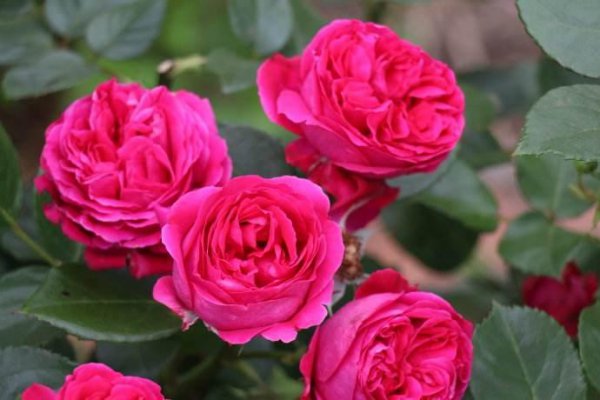 红色月季哪个品种好养值得种