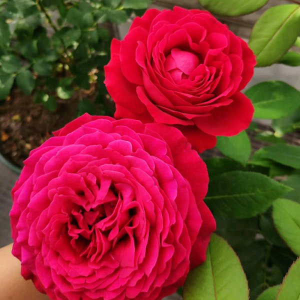 红色月季哪个品种好养值得种