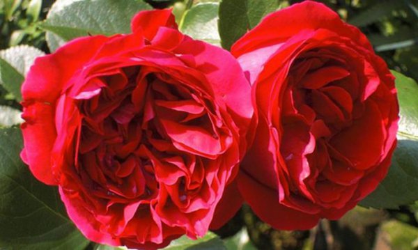 红色月季哪个品种好养值得种