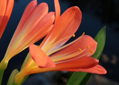 6月怎么养君子兰长势旺还养得轻松