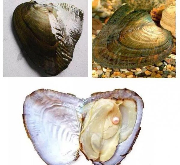 日本珍珠akoya什么颜色最好