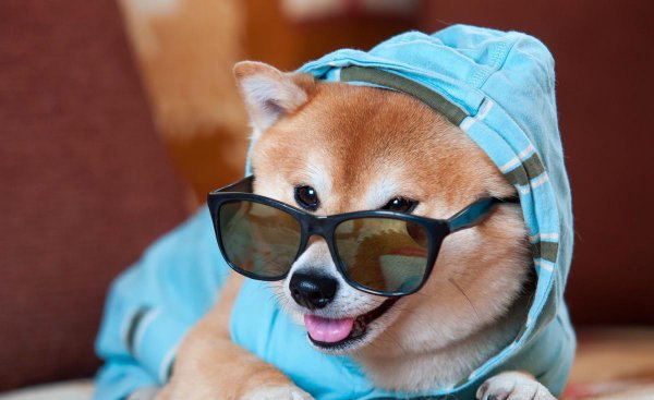 适合独居女生养的护卫犬