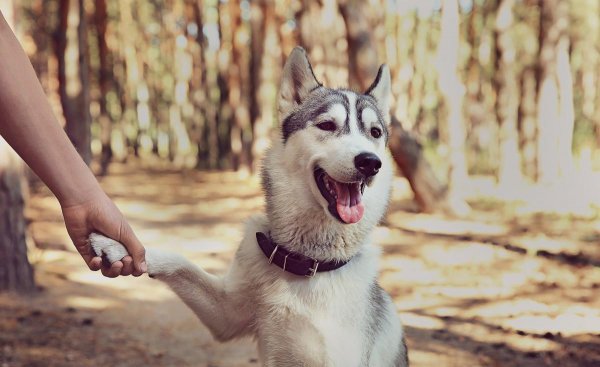 适合独居女生养的护卫犬