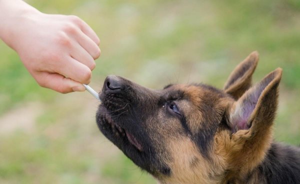 适合独居女生养的护卫犬