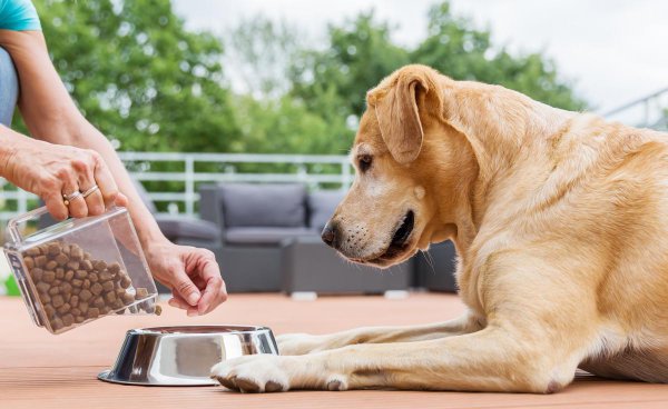 适合独居女生养的护卫犬