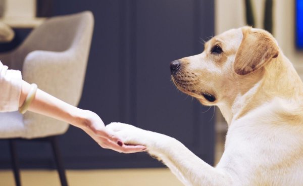 适合独居女生养的护卫犬