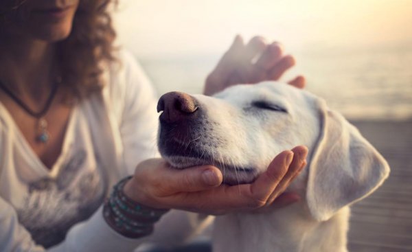 适合独居女生养的护卫犬